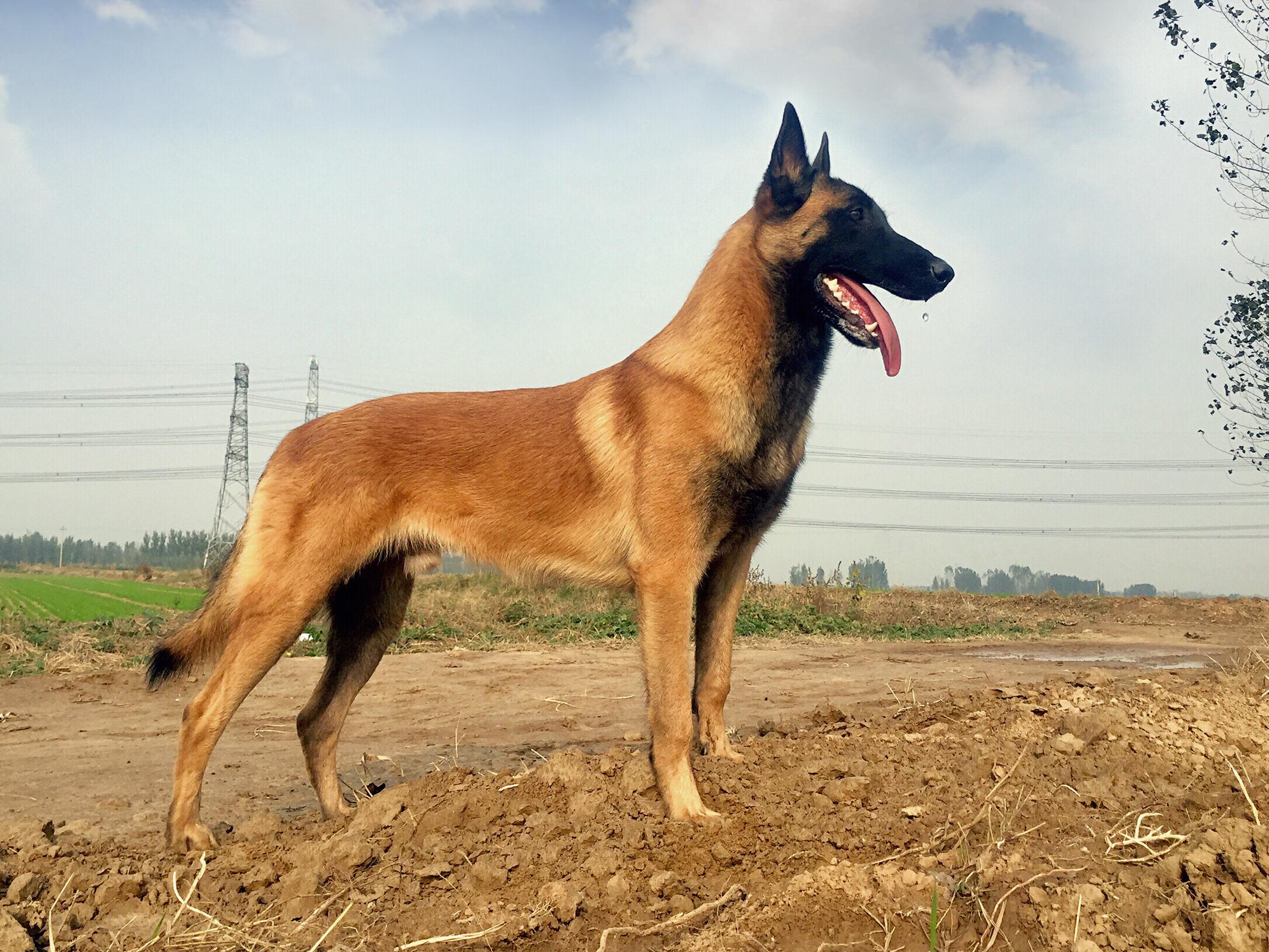 名犬大全（揭秘全世界100多种名贵的狗） 第209张