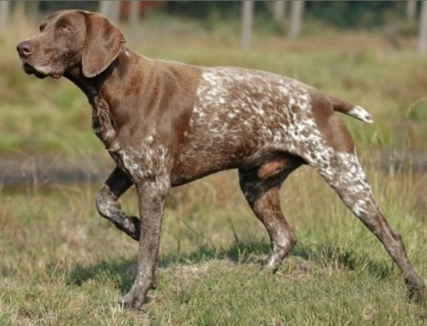 名犬大全（揭秘全世界100多种名贵的狗） 第33张