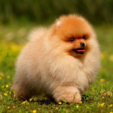 名犬大全（揭秘全世界100多种名贵的狗） 第45张