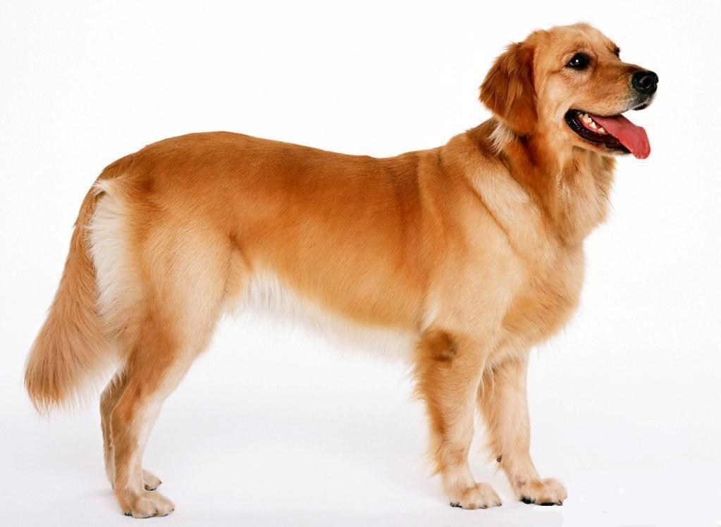 名犬大全（揭秘全世界100多种名贵的狗） 第163张