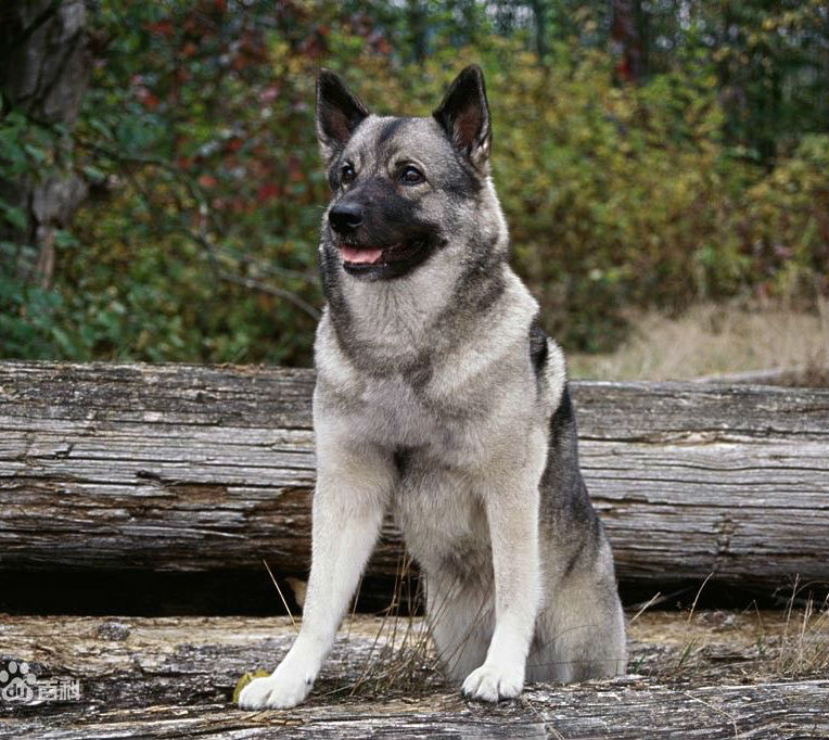 名犬大全（揭秘全世界100多种名贵的狗） 第73张