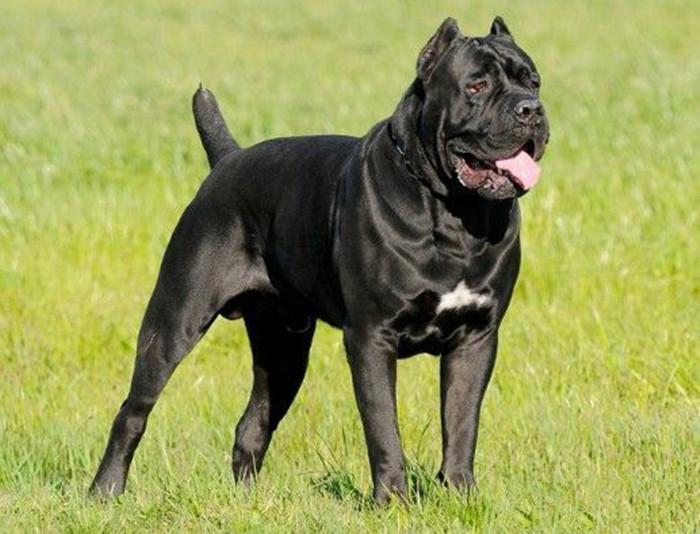 名犬大全（揭秘全世界100多种名贵的狗） 第161张