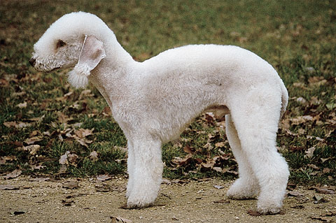 名犬大全（揭秘全世界100多种名贵的狗） 第81张