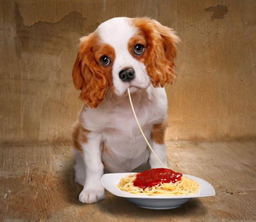 名犬大全（揭秘全世界100多种名贵的狗） 第89张
