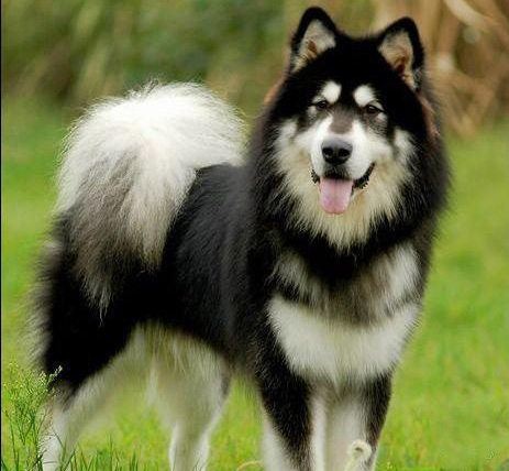名犬大全（揭秘全世界100多种名贵的狗） 第103张