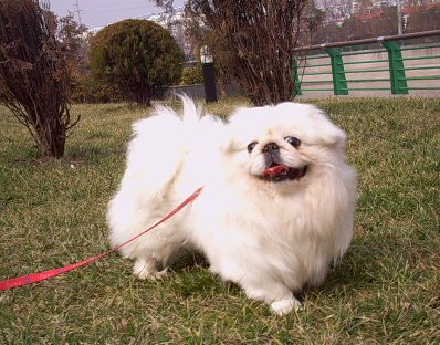 名犬大全（揭秘全世界100多种名贵的狗） 第145张