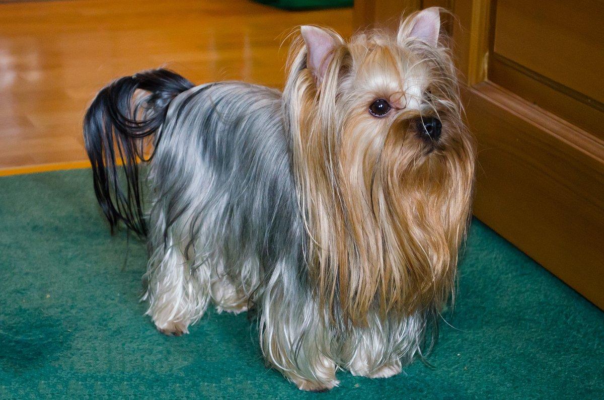 名犬大全（揭秘全世界100多种名贵的狗） 第185张