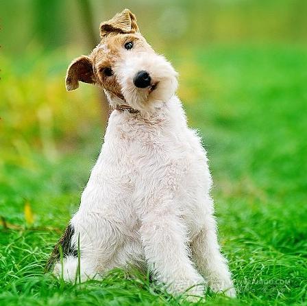 名犬大全（揭秘全世界100多种名贵的狗） 第159张