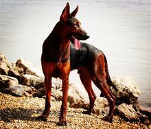 名犬大全（揭秘全世界100多种名贵的狗） 第215张