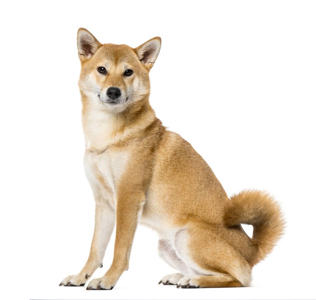 名犬大全（揭秘全世界100多种名贵的狗） 第197张