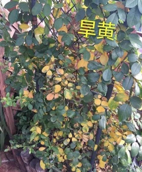月季黄叶，不懂别瞎治，5大病因，针对防治，省力省钱 第15张