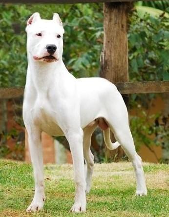 名犬大全（揭秘全世界100多种名贵的狗） 第191张