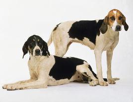 名犬大全（揭秘全世界100多种名贵的狗） 第167张