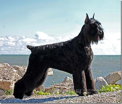名犬大全（揭秘全世界100多种名贵的狗） 第57张