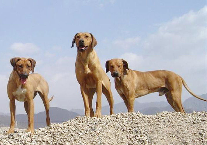 名犬大全（揭秘全世界100多种名贵的狗） 第107张