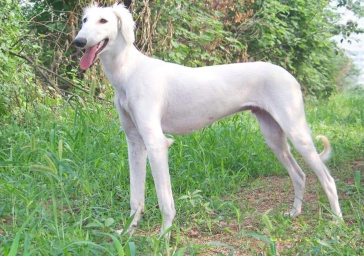 国内名犬大全（一文详解中国10大名狗） 第9张