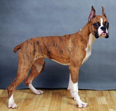 名犬大全（揭秘全世界100多种名贵的狗） 第169张