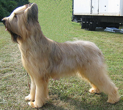 名犬大全（揭秘全世界100多种名贵的狗） 第61张