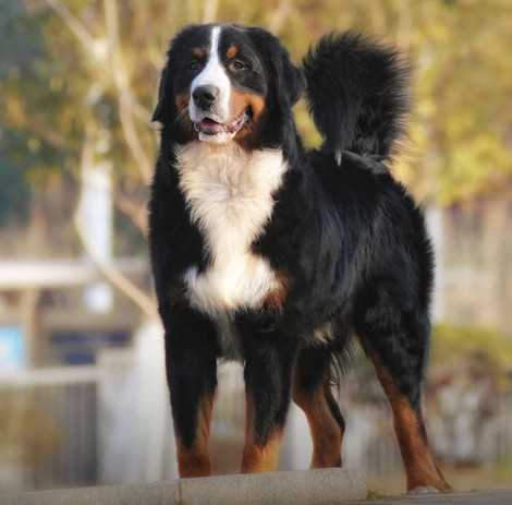 名犬大全（揭秘全世界100多种名贵的狗） 第43张
