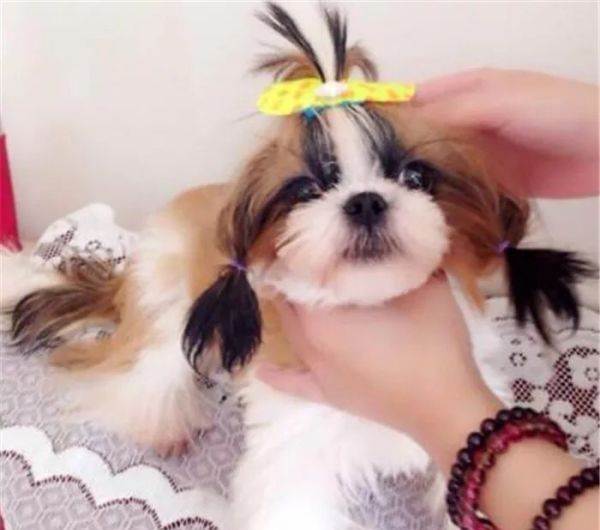 国内名犬大全（一文详解中国10大名狗） 第17张
