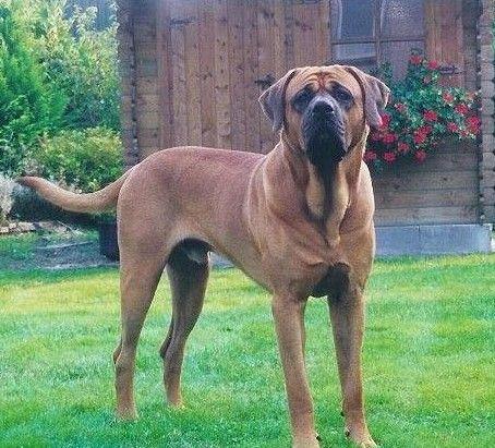 名犬大全（揭秘全世界100多种名贵的狗） 第201张