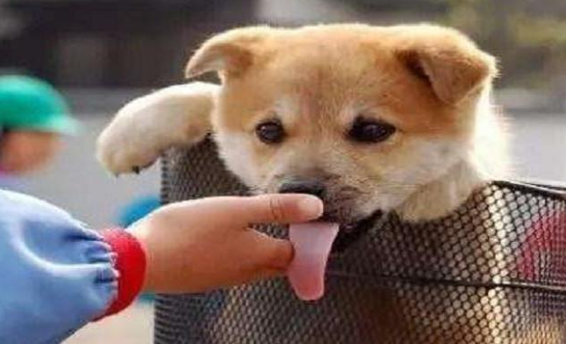为什么狗狗总是喜欢舔人手脚？也许它想告诉你这些事 第7张