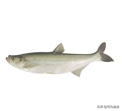 太湖三白是哪三白？太湖三宝是哪三宝？ 第1张