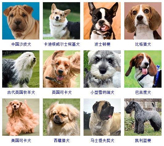 最新名犬大全（178个宠物狗超详细整理） 第11张