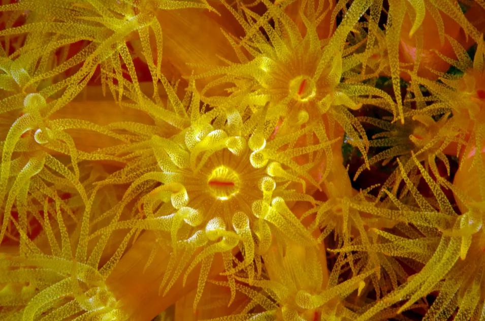 珊瑚，是植物、矿物还是动物？ 第11张