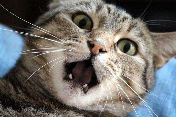 猫咪恨主人的十种表现，如果出现了一半以上，说明它对你有恨！ 第19张