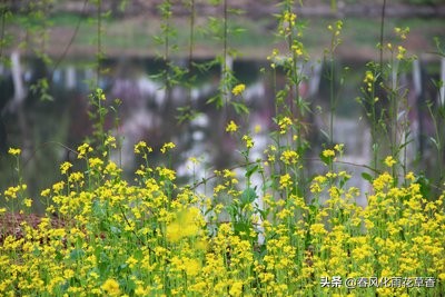 蒌蒿满地芦芽短的意思（惠崇春江晚景赏析） 第1张