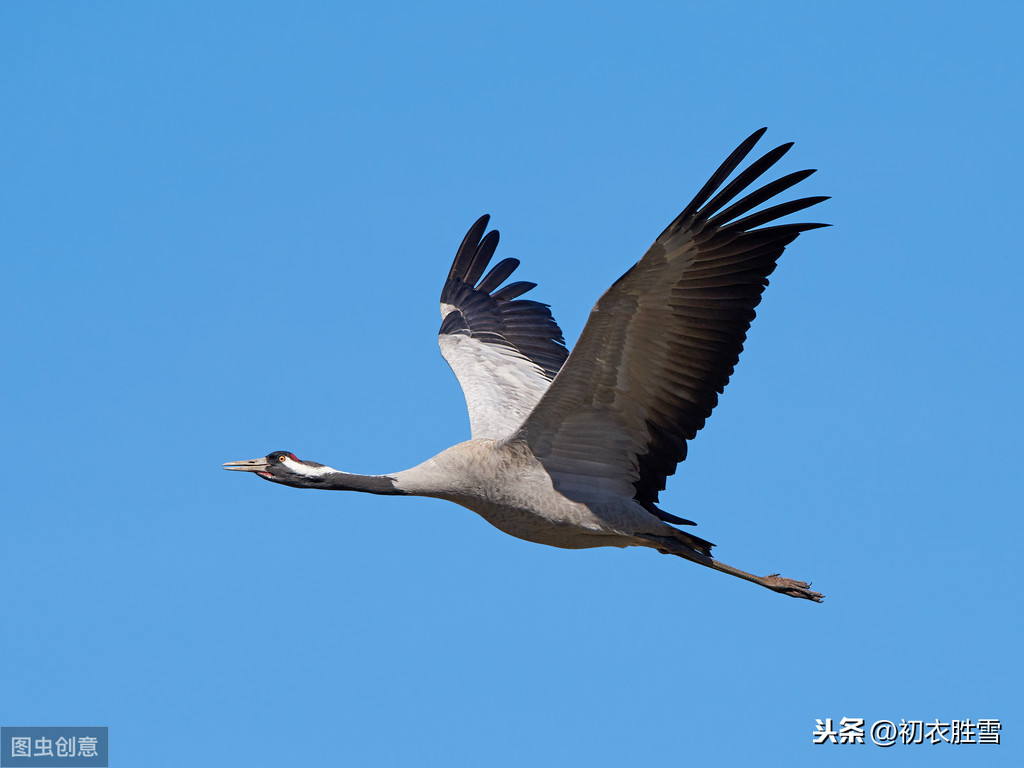 我言秋日胜春朝什么意思（秋词二首诗词赏析） 第1张