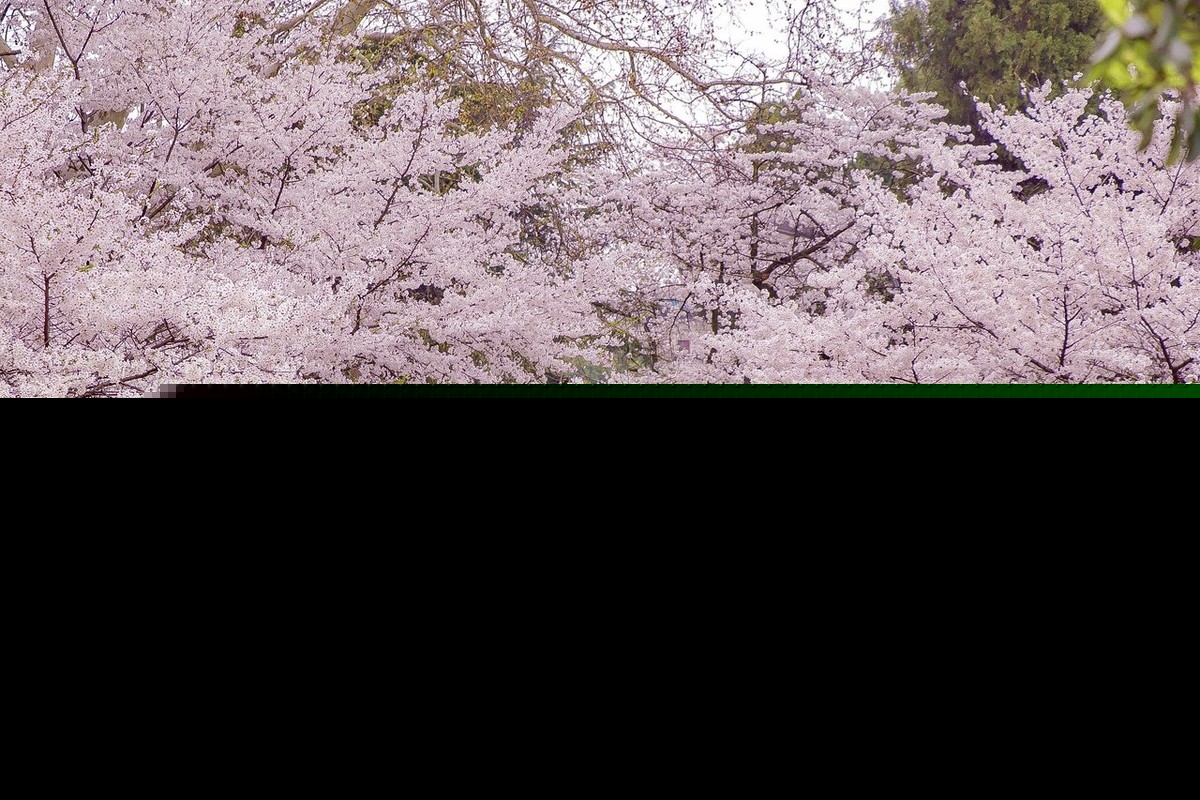 花月正春风全诗（关于描写春天的古诗句） 第1张