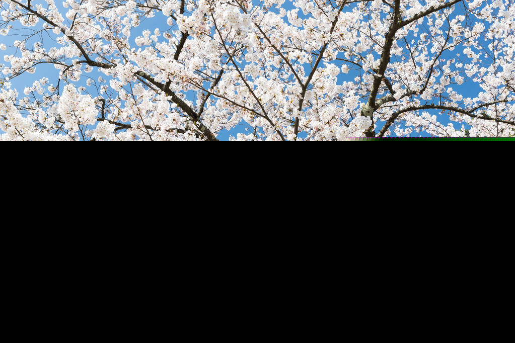 花月正春风全诗（关于描写春天的古诗句） 第5张