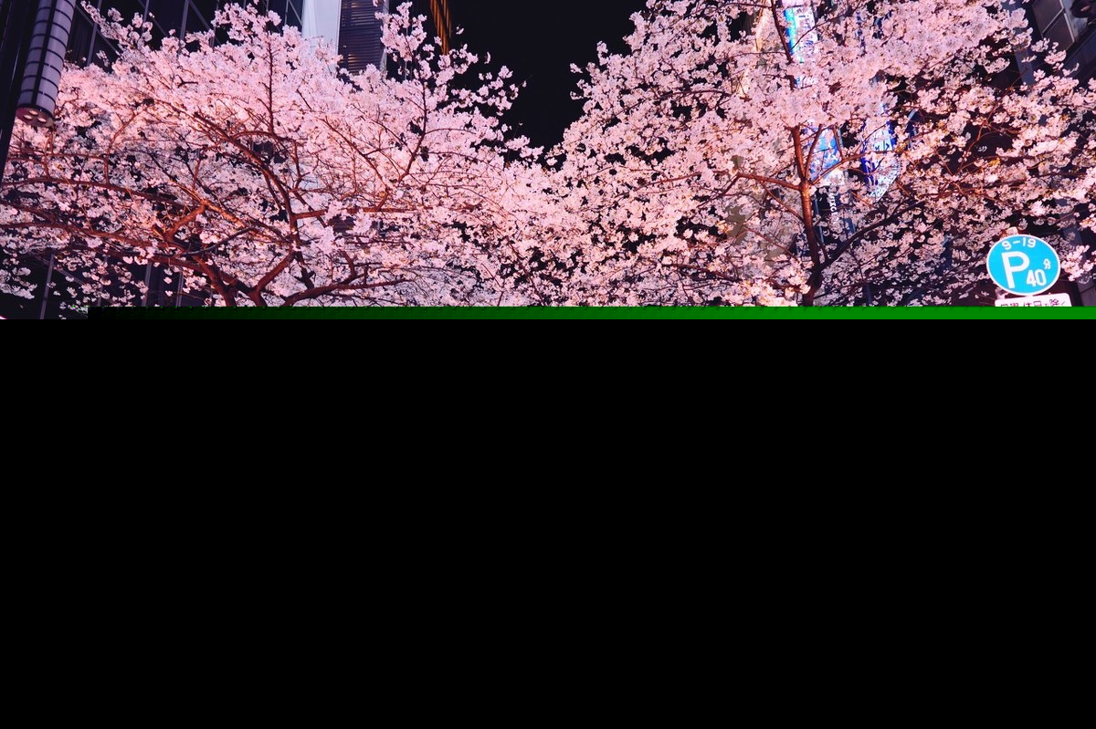 花月正春风全诗（关于描写春天的古诗句） 第9张