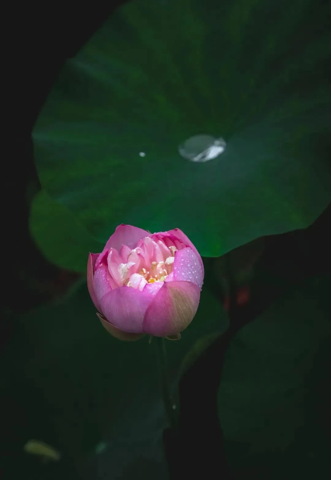 侧坐莓苔草映身的上一句（小儿垂钓全诗赏析） 第7张