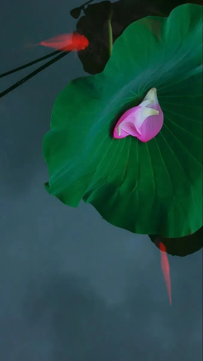 侧坐莓苔草映身的上一句（小儿垂钓全诗赏析） 第9张
