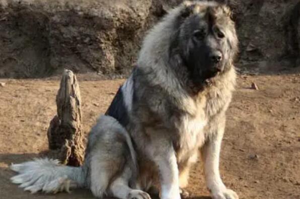 世界十大最危险猛犬,猛犬排名前十的狗 第3张
