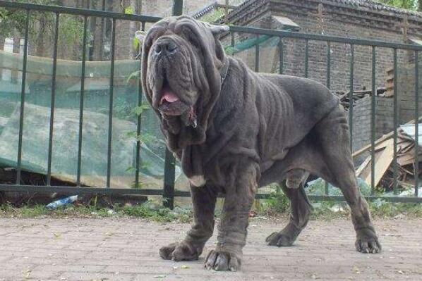 世界十大最危险猛犬,猛犬排名前十的狗 第7张