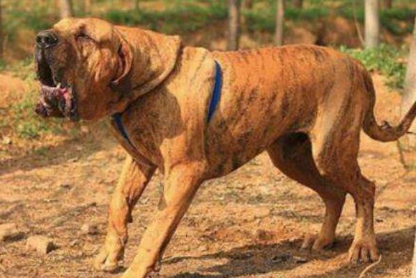 世界十大最危险猛犬,猛犬排名前十的狗 第9张