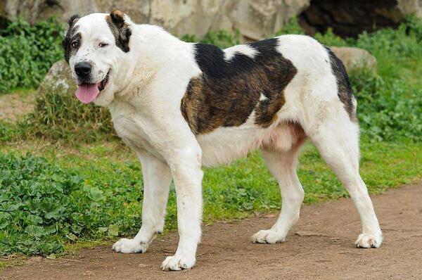 世界十大最危险猛犬,猛犬排名前十的狗 第15张