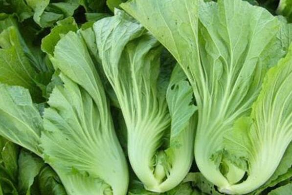 冬天适合吃的10种蔬菜,冬天吃什么蔬菜比较健康 第15张