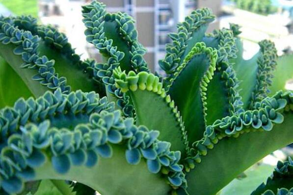 室内养不死的植物排名,室内好养的植物盆栽 第1张
