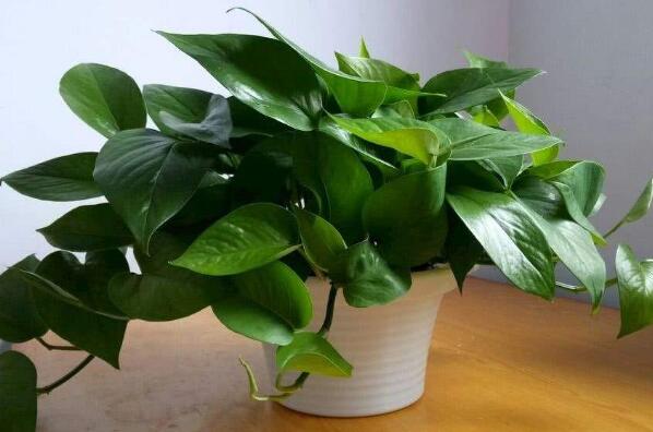 室内养不死的植物排名,室内好养的植物盆栽 第3张