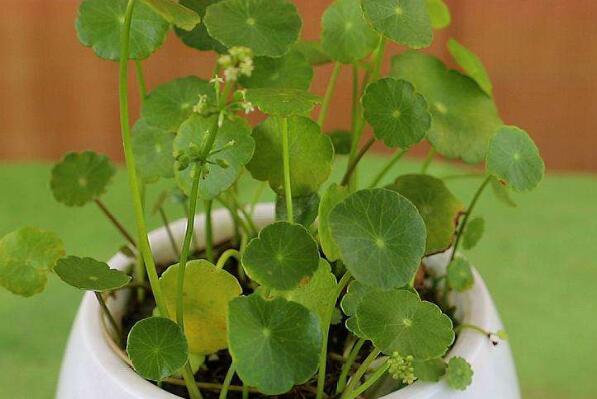 室内养不死的植物排名,室内好养的植物盆栽 第5张