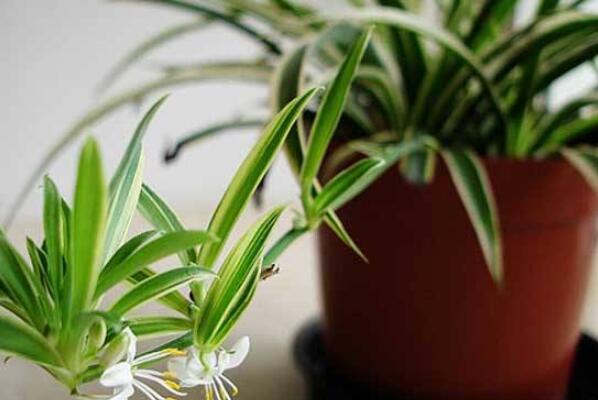 室内养不死的植物排名,室内好养的植物盆栽 第7张