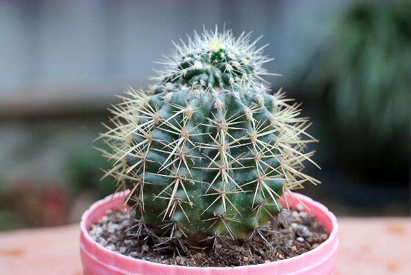 室内养不死的植物排名,室内好养的植物盆栽 第9张