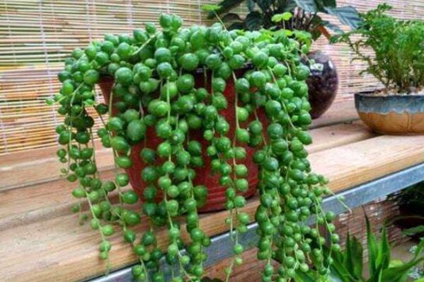 室内养不死的植物排名,室内好养的植物盆栽 第11张