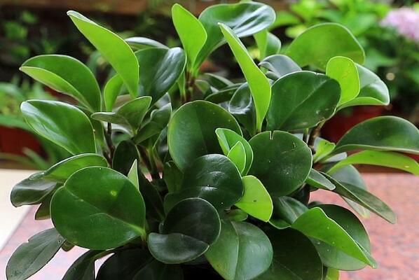 室内养不死的植物排名,室内好养的植物盆栽 第15张