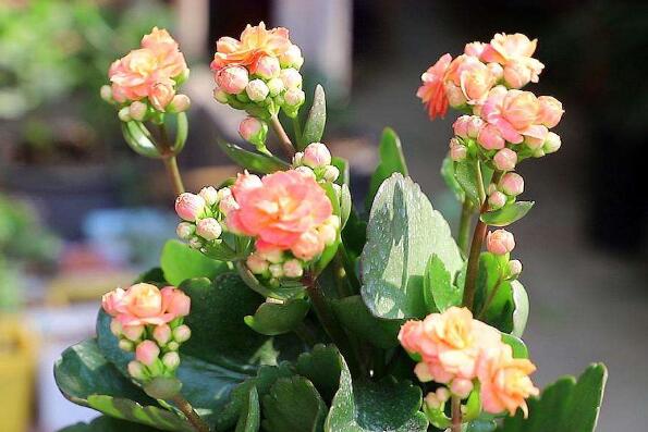 室内养不死的植物排名,室内好养的植物盆栽 第19张